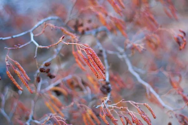 catkins - red alder catkins, close up view