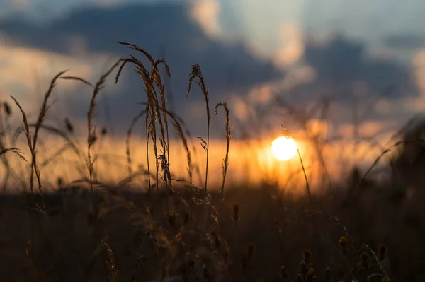 Hohes Gras Bei Sonnenuntergang Untergehende Sonne Sommerabend Auf Dem Land — Stockfoto