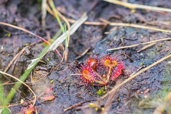 Drosera Sundews Planta Carnívora Vermelha Brejo Turfa Vista Perto — Fotografia de Stock