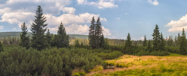 Krajina Keři Stromy Trávou Jizerské Bažiny Česká Republika — Stock fotografie