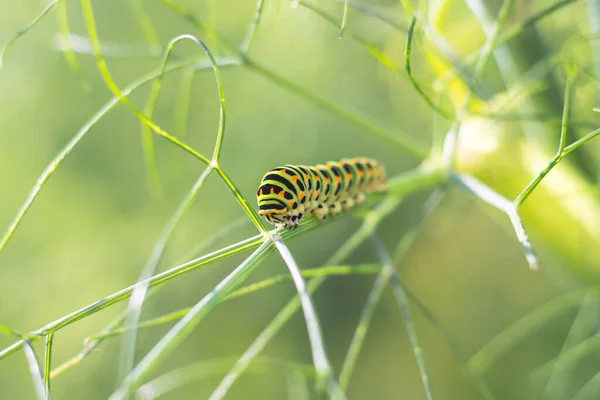 Gąsienica machaonu Papilio na kopru włoskiego — Zdjęcie stockowe