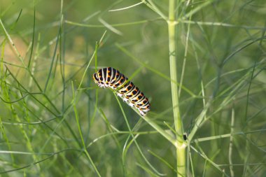 Papilio Macun tırtılı rezene üzerinde