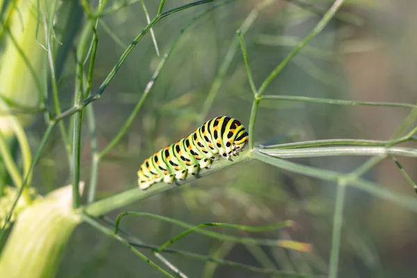 Gąsienica machaonu Papilio na kopru włoskiego — Zdjęcie stockowe