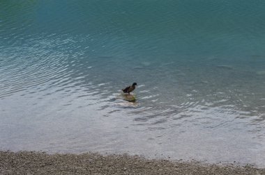 Ördek temiz bir dağ gölünde yüzüyor