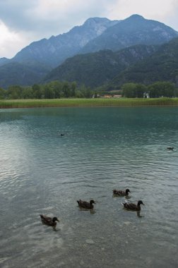 Ördek temiz bir dağ gölünde yüzüyor