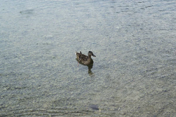 Duck swims on a clean mountain lake