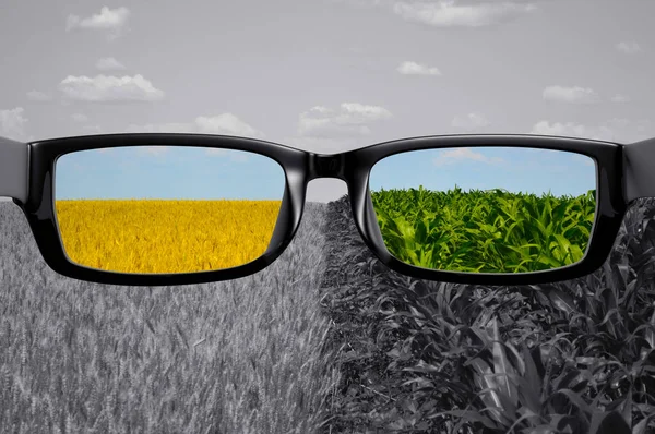 View Glasses Field Color — Stock Photo, Image