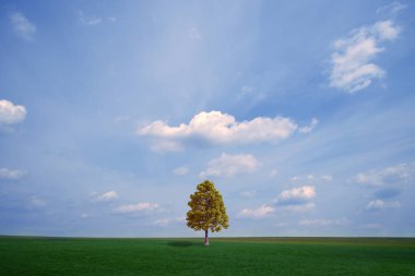 Bir ağaçla ufka uzanan alan