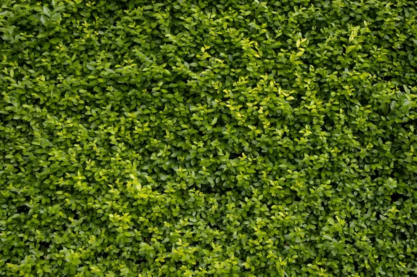 明るい緑の葉で覆われた壁 — ストック写真