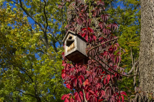 Деревянный Кормушка Птиц Дереве Ярко Красными Листьями — стоковое фото