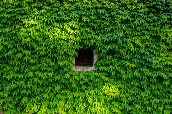 Dinding ditumbuhi daun hijau terang — Stok Foto