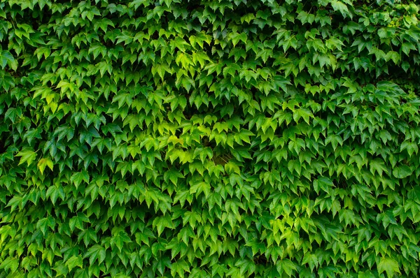 Dinding ditumbuhi daun hijau terang — Stok Foto