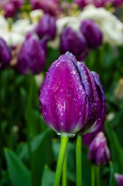 Tulipas Vermelhas Com Gotas Chuva Perto — Fotografia de Stock