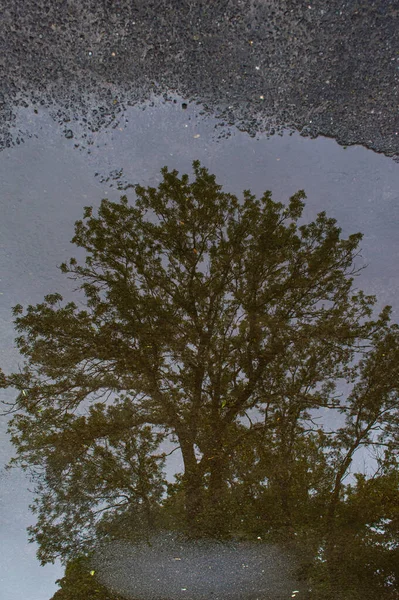 Reflexão Uma Árvore Uma Poça Fecham — Fotografia de Stock