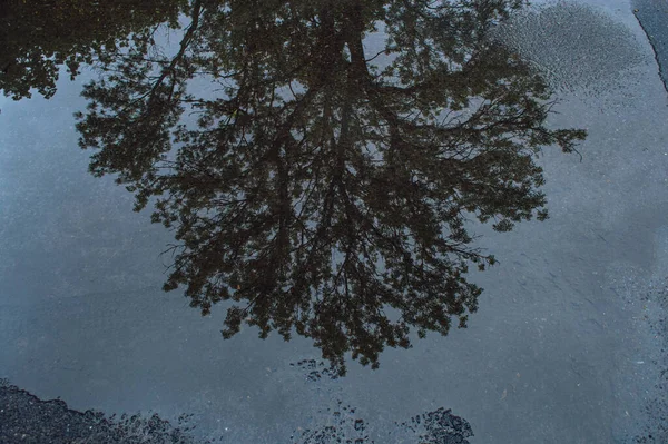 Reflexão Uma Árvore Uma Poça Fecham — Fotografia de Stock