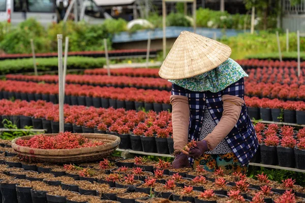 Close Vietnamese Boer Werkt Met Rode Bloemen Tuin Sadec Dong — Stockfoto