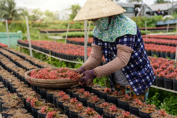 Primer Plano Granjero Vietnamita Trabajando Con Jardín Flores Rojas Sadec —  Fotos de Stock