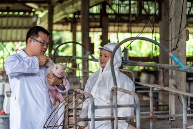 Asian veterinarian with assistant holding for checking and inject the baby pig in hog farms, animal and pigs farm industry clipart