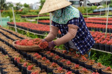 Yakın plan Vietnamlı çiftçi Sadec, dong thap vilayetinde kırmızı çiçeklerle çalışıyor, Vietnam, geleneksel ve kültürel konsept