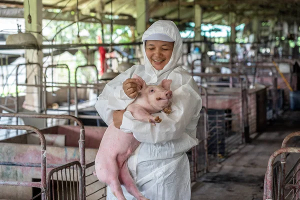산업에서 돼지의 건강을 확인하고 일하는 아시아 수의사 — 스톡 사진