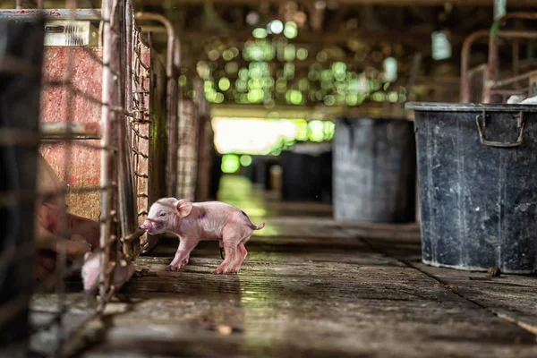 Νέα Γεννημένο Γουρούνι Στο Γουρούνι Αγροκτήματα Των Ζώων Και Χοιροτροφία — Φωτογραφία Αρχείου