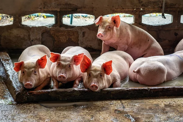 Suini Giovani Negli Allevamenti Suini Industria Suinicola — Foto Stock