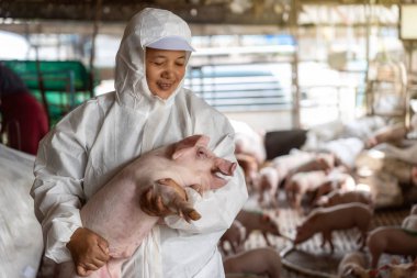 Domuz çiftlikleri, hayvan ve domuz çiftlik sektöründe domuz taşımak için Asya veteriner holding