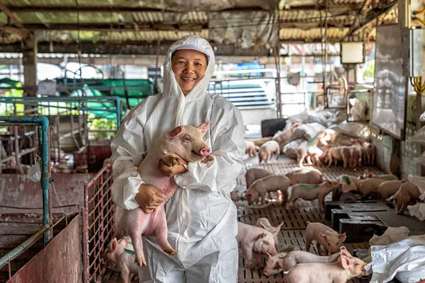 Exploitation Vétérinaire Asiatique Pour Déplacement Porc Dans Les Élevages Porcins — Photo