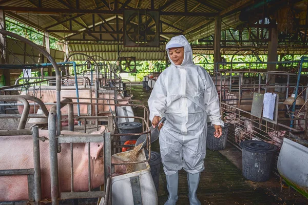 Asian veterinarian working and Feeding the pig food in hog farms, animal and pigs farm industry