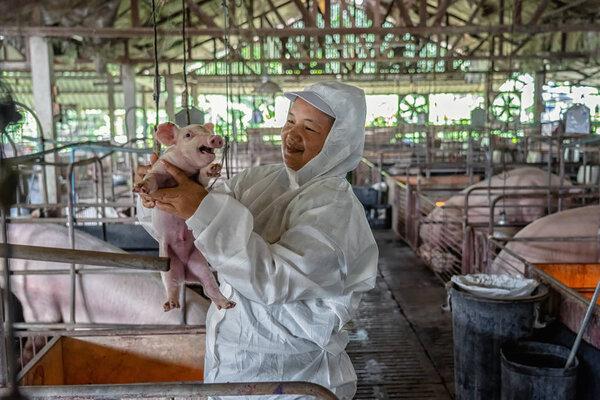 Asian veterinarian working and checking the healthy of baby pig in hog farms, animal and pigs farm industry
