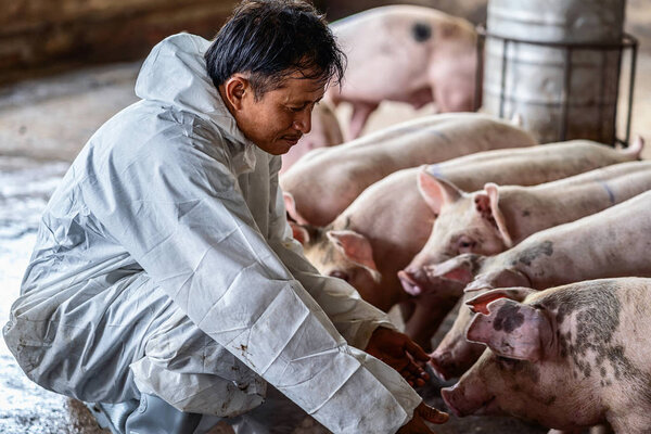Asian veterinarian working and checking the pig in hog farms, animal and pigs farm industry