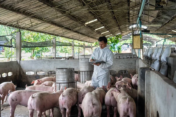Veterinário Asiático Trabalhando Verificando Porco Fazendas Porcos Animais Suínos Indústria — Fotografia de Stock