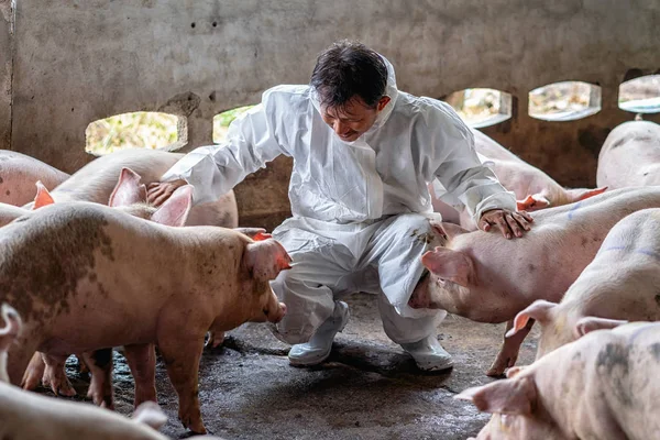 在养猪场 动物场和养猪场工作和检查猪的亚洲兽医 — 图库照片