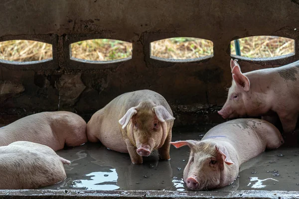 Porcos Jovens Fazendas Porcos Indústria Porcos — Fotografia de Stock