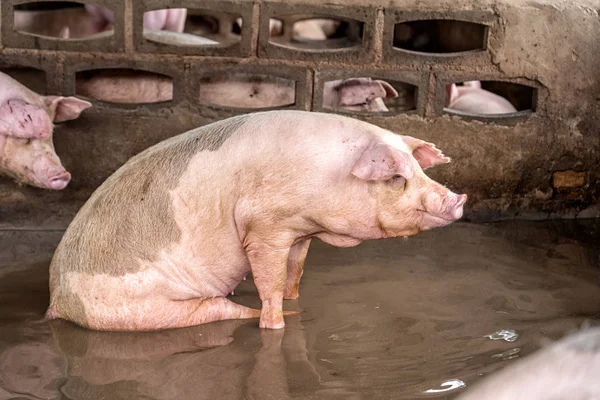 養豚場 養豚業の若い豚 — ストック写真