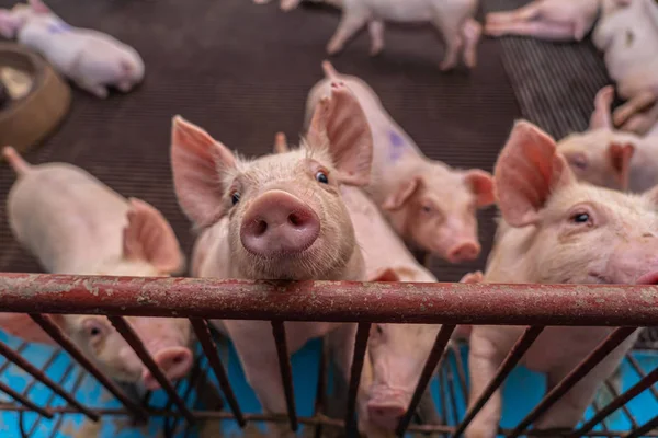 养猪场 养猪业的小猪 — 图库照片