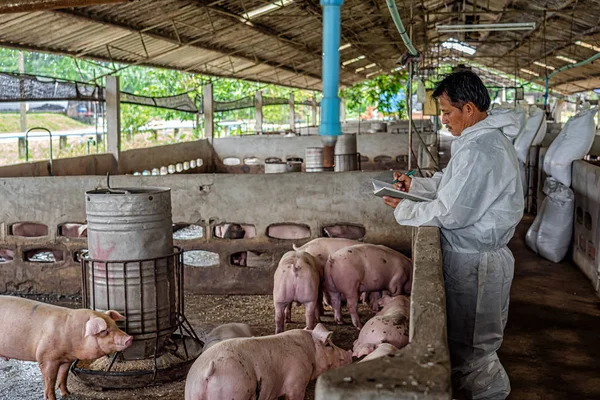 Veterinario Asiático Que Trabaja Controla Cerdo Granjas Porcinas Industria Ganadera —  Fotos de Stock