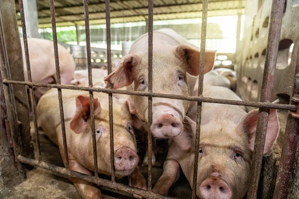 Jeunes Porcs Dans Les Élevages Porcins Industrie Porcine — Photo