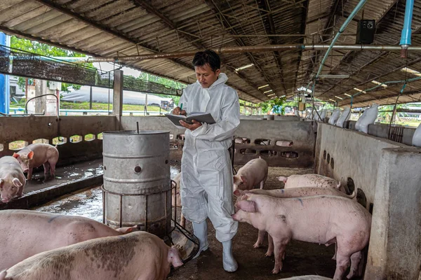 Vétérinaire Asiatique Travaillant Contrôlant Porc Dans Les Exploitations Porcines Industrie — Photo