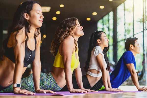 Group of diversity practicing yoga class, healthy or Meditation Exercise,stretching in upward facing dog exercise, wearing sportswear bra and pants, sports and healthcare concept,