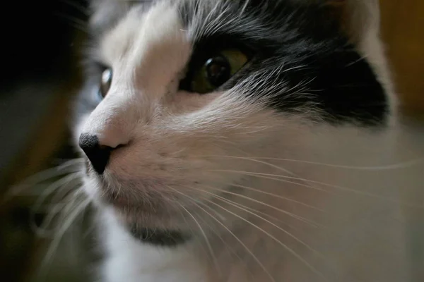 Portrait Philosopher Cat Staring Distant Thoughtful Romantic Dreamy — Stock Photo, Image