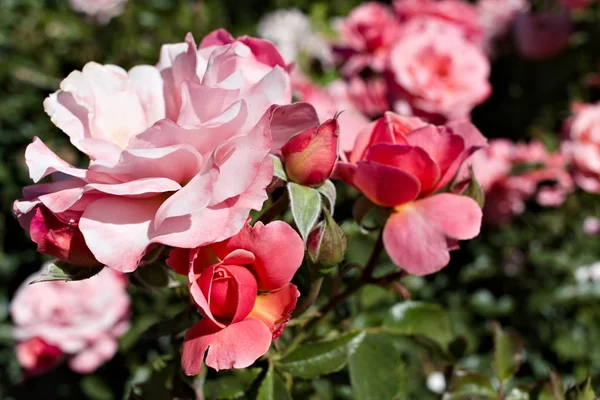 Doğal, bulanık arka planda bahçede pembe güller.