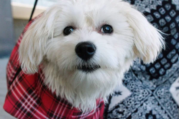 Lustiger Kleiner Hund Traf Sich Bei Einem Spaziergang Sie Fühlen — Stockfoto