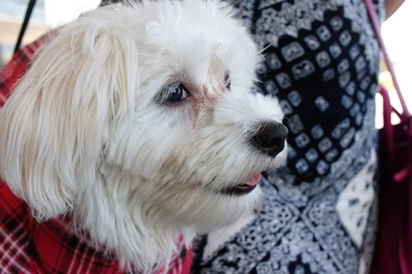 Funny little dog met on a walk. You`re comfortable in the bag in your bag.