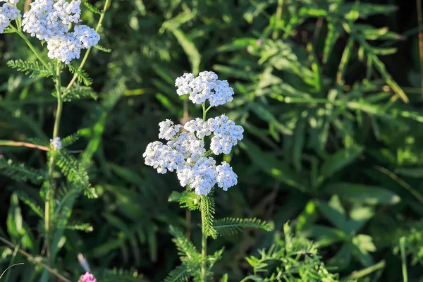 Flowers of the medicinal plant yarrow. (Achillea millefolium)