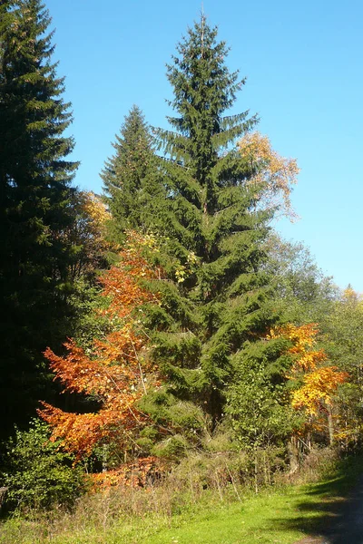 Abeto Bosque Mixto Que Parece Que Hubiera Florecido Otoño — Foto de Stock