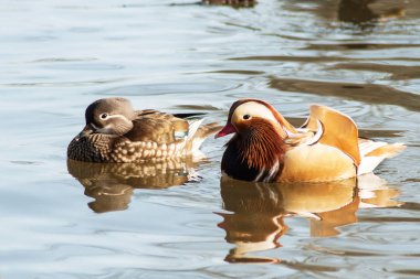 Onu eve Doğu Asya olsa bile bir su birikintisi Litovel, Çek Cumhuriyeti, nadir bir Mandarin duck ortaya çıktı