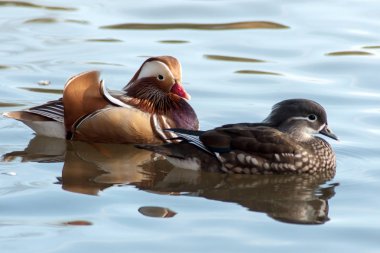 Onu eve Doğu Asya olsa bile bir su birikintisi Litovel, Çek Cumhuriyeti, nadir bir Mandarin duck ortaya çıktı