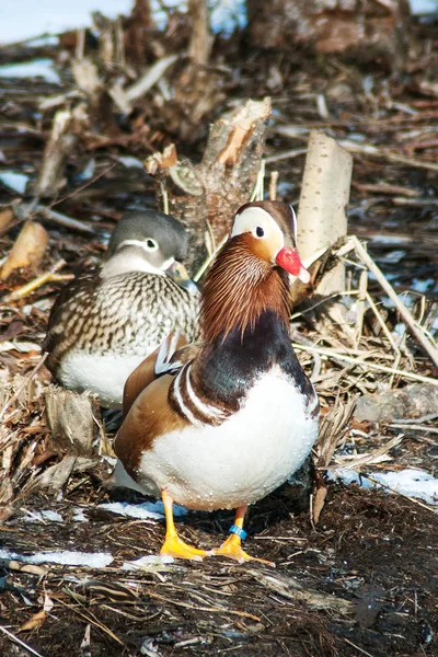 A rare Mandarin duck on a pond in Litovel, Czech Republic, appeared even though her home is East Asia