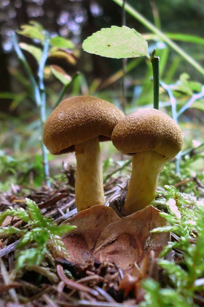 Funghi Che Crescono Nei Boschi Come Decorazione Come Cibo — Foto Stock